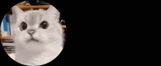 🙀 48bbeb92 mèo, dễ thương, động vật, thú cưng, mèo con, nhà telegram sticker