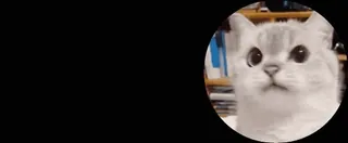 🙀 e10e0a64 mèo, động vật, dễ thương, thú cưng telegram sticker