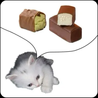 🤩 eedc51d7 chaton, chat, bonbon, sucreries, dessert, rêve whatsapp sticker