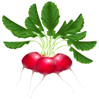 ☘ 025c639b radis, légume, nourriture, plante, jardin, sain telegram sticker