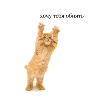 😍 4ddbc0df хочу тебя обнять cat, kitten, hug, cute, ginger, animal telegram sticker