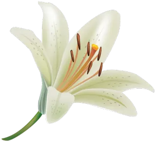 🌸 94d34377 fleur, lys, blanc, plante, nature, floral telegram sticker