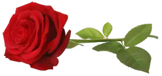 @stickersworld-flower telegram stickers