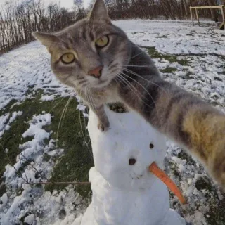 🤩 00623414 猫, 雪だるま, 冬, 雪, 動物, ニンジン, 可愛い whatsapp sticker