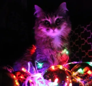 🤩 00bbf44d 猫, 子猫, ライト, 動物, ペット whatsapp sticker