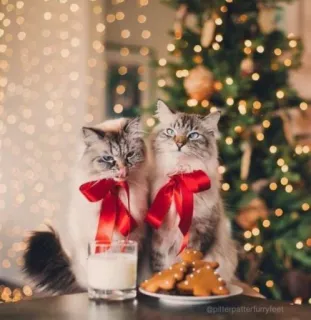 🤩 01fac8a0 猫, クリスマス, ホリデー, ジンジャーブレッド, 牛乳, リボン whatsapp sticker