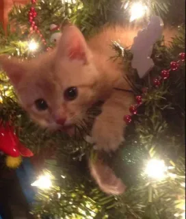 🤩 0851d720 猫, 子猫, クリスマス, クリスマスツリー, ペット, 動物, 可愛い whatsapp sticker