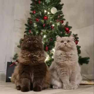 🤩 08ff7b5c 猫, クリスマスツリー, ペット, 動物, 休日, ペット, 毛むくじゃら whatsapp sticker