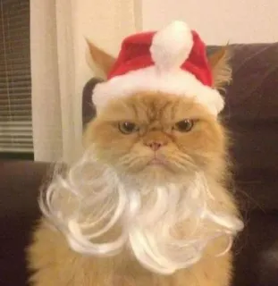 🤩 0e82bdf4 猫, クリスマス, サンタ, 帽子, ひげ, 不機嫌, 動物 whatsapp sticker