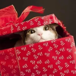 🤩 0ed69708 Ho Ho クリスマス, 猫, ギフト, ホリデー, プレゼント, 箱, ホーホーホー, お祝い whatsapp sticker