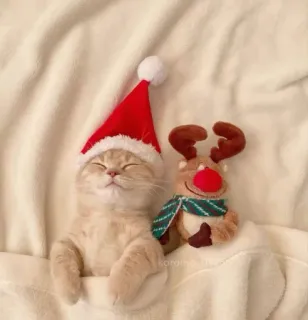 🤩 104c1623 猫, クリスマス, ホリデー, サンタ帽子, トナカイ, 睡眠, 可愛い, 動物 whatsapp sticker