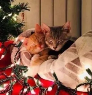 🤩 199a0274 猫, クリスマス, ホリデー, かわいい, 動物, 子猫, お祝い, ペット whatsapp sticker