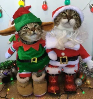 🤩 1f241e3f 猫, クリスマス, エルフ, サンタ, かわいい, 休日, お祝い, 動物, ペット whatsapp sticker