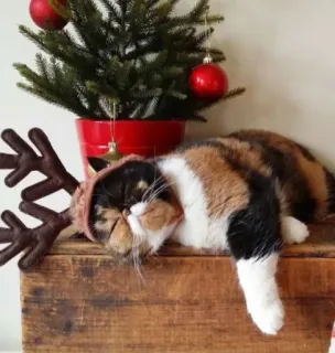 🤩 21cea2e6 猫, クリスマス, トナカイ, ペット, 動物, 休日, かわいい, お祝い whatsapp sticker