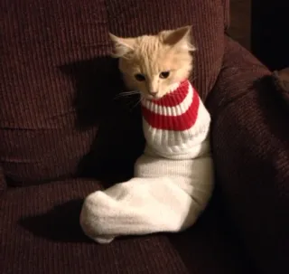 🤩 226634ad 猫, ペット, 動物, 面白い, 靴下, 飼い猫, 茶トラ whatsapp sticker