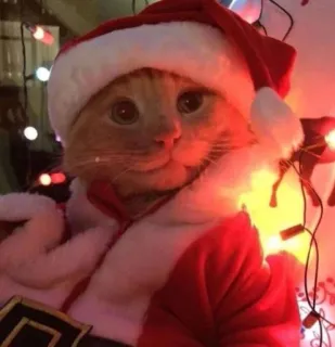 🤩 235317ff 猫, クリスマス, サンタ, ホリデー, お祝い, ペット, 動物, かわいい whatsapp sticker