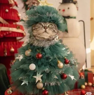 🤩 25f248b5 猫, クリスマスツリー, クリスマス, ホリデー, ペット, お祝い whatsapp sticker