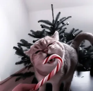 🤩 2f33524a 猫, キャンディケイン, クリスマス, ペット, 動物, 可愛い, ホリデー whatsapp sticker