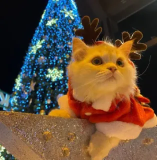🤩 32f5b8ef 猫, クリスマス, トナカイ, ホリデー, かわいい, ペット whatsapp sticker
