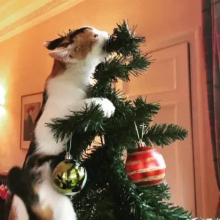 🤩 35191feb 猫, クリスマスツリー, ペット, 動物, オーナメント, ホリデー, お祝い whatsapp sticker