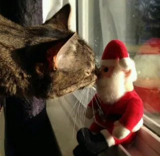 🤩 391dd43a 猫, サンタ, クリスマス, 動物, ホリデー, かわいい, おもちゃ whatsapp sticker