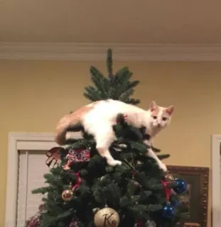 🤩 3c02cd1a 猫, クリスマスツリー, ペット, 動物, 休日, 装飾, 飼い猫 whatsapp sticker