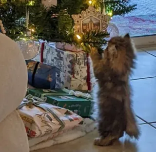 🤩 4349b826 猫, 子猫, クリスマスツリー, クリスマス, ホリデー, オーナメント whatsapp sticker