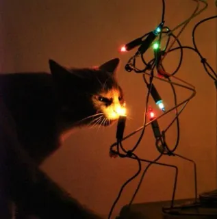 🤩 4387e293 猫, クリスマスライト, ペット, 動物, ライト, ホリデー whatsapp sticker