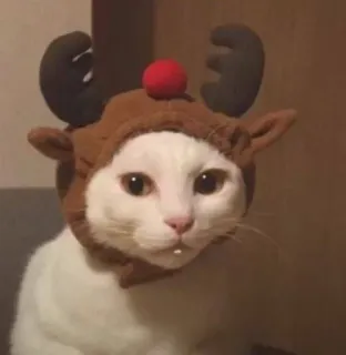 🤩 458388c8 猫, トナカイ, クリスマス, ペット, 動物, かわいい, ホリデー whatsapp sticker