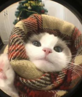 🤩 48b1d3c9 猫, マフラー, クリスマス, 可愛い, 動物, ペット whatsapp sticker