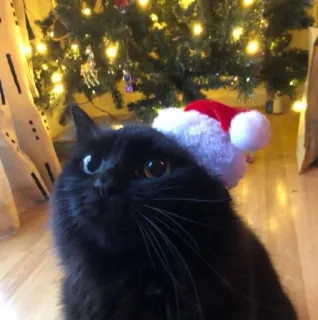 🤩 583aa432 猫, クリスマス, 黒猫, ペット, 動物, クリスマスツリー, ホリデー whatsapp sticker