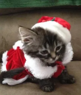 🤩 5c820a32 猫, 子猫, クリスマス, サンタ, お祝い, かわいい, 動物 whatsapp sticker