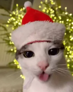 🤩 63916124 猫, クリスマス, サンタ帽子, 可愛い, 動物 whatsapp sticker