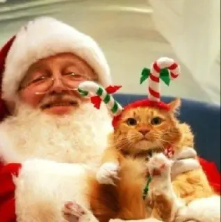 🤩 6862a9e7 クリスマス, サンタクロース, 猫, ホリデー, お祝い, キャンディケイン, ペット, ユーモア whatsapp sticker