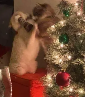 🤩 77c3d15d 猫, クリスマス, 木, オーナメント, ホリデー, ペット, 動物, かわいい whatsapp sticker