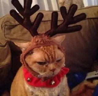 🤩 79332d2f 猫, トナカイ, クリスマス, ホリデー, ペット, 動物, かわいい, お祝い whatsapp sticker