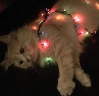 🤩 79687b43 猫, クリスマスライト, ペット, 動物, お祝い, ホリデー whatsapp sticker