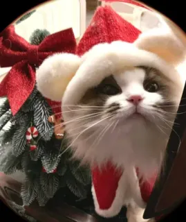 🤩 79b6d274 猫, クリスマス, サンタ, ホリデー, お祝い, 動物 whatsapp sticker