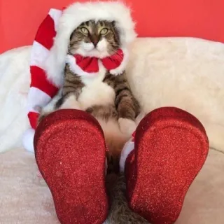 🤩 89b3e57a 猫, クリスマス, サンタ, ホリデー, 可愛い, お祝い, 動物 whatsapp sticker