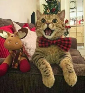 彡 Котики 𖥔 @karomi_stickers telegram stickers