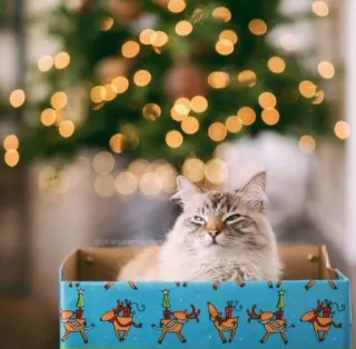 🤩 941474db 猫, クリスマス, 木, 箱, トナカイ, 動物, ホリデー whatsapp sticker