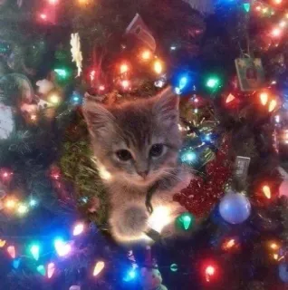 🤩 b9cd3dac 子猫, 猫, クリスマスツリー, クリスマス, イルミネーション, かわいい, 動物 whatsapp sticker