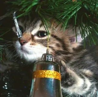 🤩 bdf548c2 子猫, 猫, クリスマス, クリスマスツリー, オーナメント, 動物, かわいい whatsapp sticker