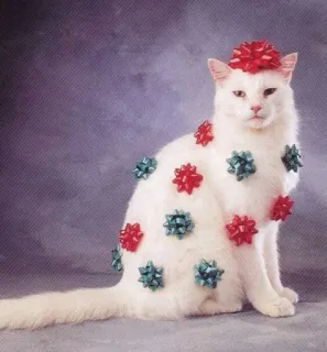 🤩 c040bc49 猫, リボン, 白い猫, ギフト, お祝い, 面白い whatsapp sticker