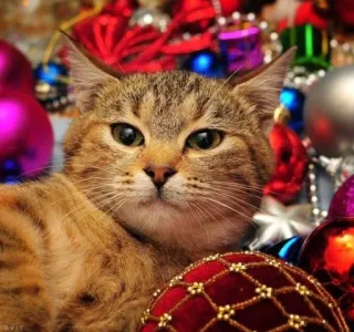 🤩 c6d04578 猫, クリスマス, オーナメント, 動物, ホリデー whatsapp sticker