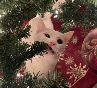 🤩 d2594a6d 猫, クリスマス, オーナメント, 木, ホリデー, 白猫, ペット, 動物 whatsapp sticker