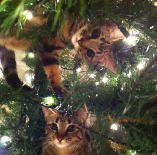 🤩 d3b83bdc 猫, クリスマスツリー, 子猫, ペット, ホリデー, 可愛い, 動物 whatsapp sticker