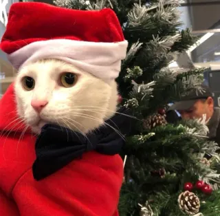 🤩 dbe5f9a1 猫, クリスマス, サンタ, ホリデー, ペット, 動物, お祝い, かわいい whatsapp sticker