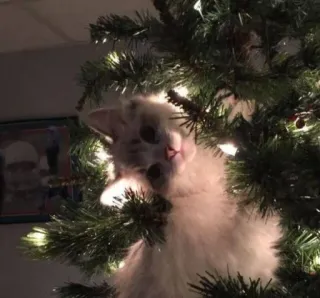 🤩 ddba2a52 猫, クリスマスツリー, ペット, 動物, 休日, かわいい, 子猫 whatsapp sticker