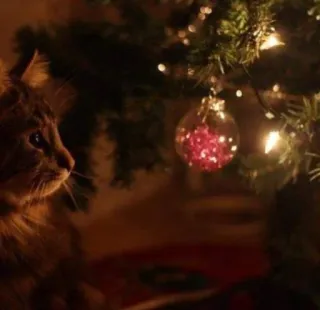 🤩 e4aaee1f 猫, クリスマス, オーナメント, 木, ホリデー, ペット whatsapp sticker